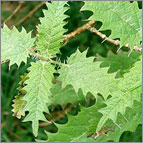 Stinging Nettle